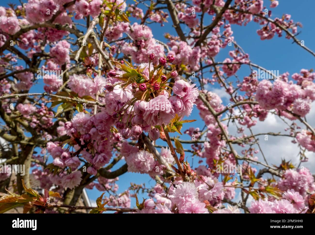 Close up of pink blossom of flowering ornamental cherry tree flower flowers in spring England UK United Kingdom GB Great Britain Stock Photo