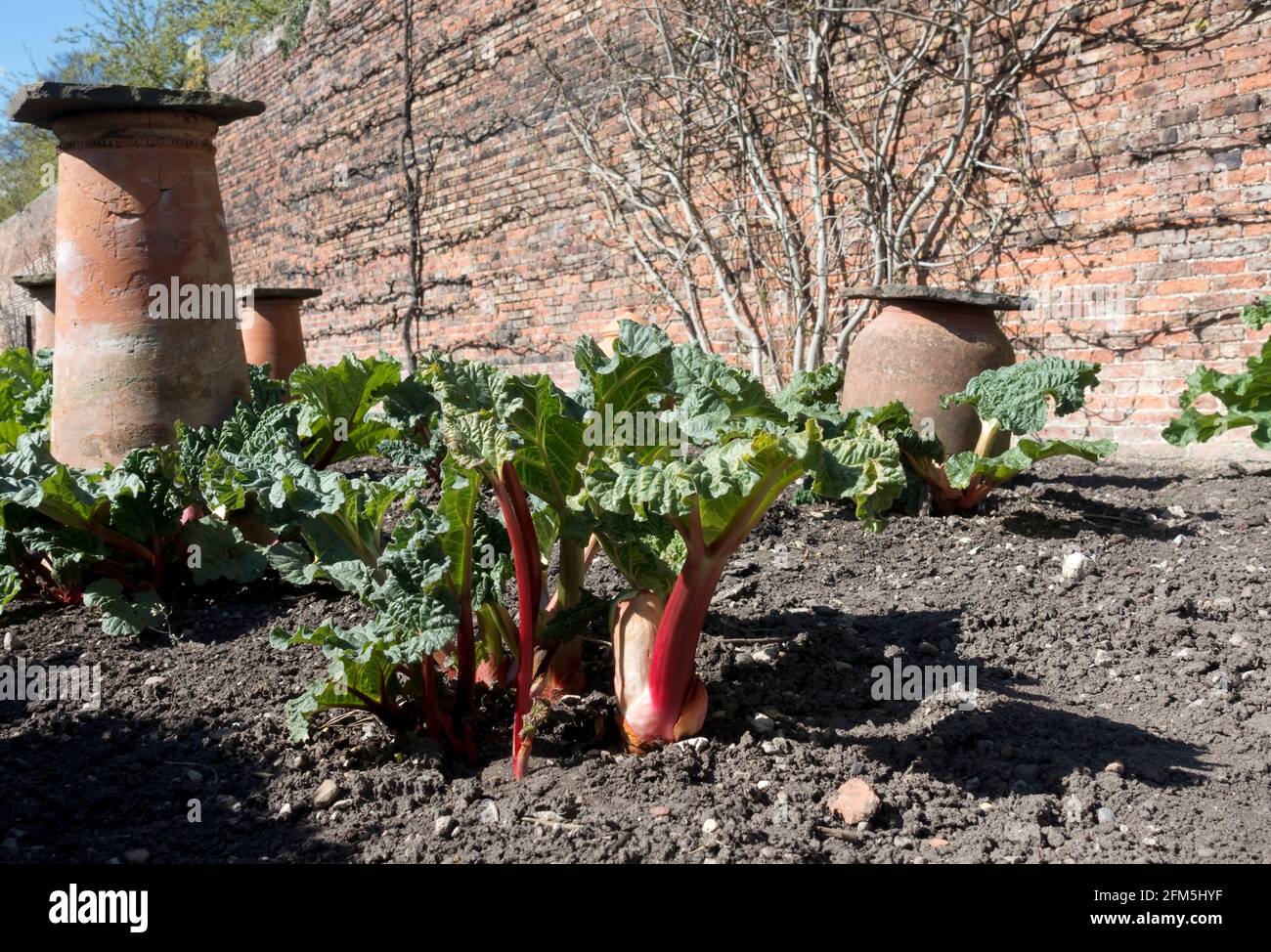 Rhubarb plant plants and clay terracotta earthenware forcing pots on a allotment garden in spring England UK United Kingdom GB Great Britain Stock Photo