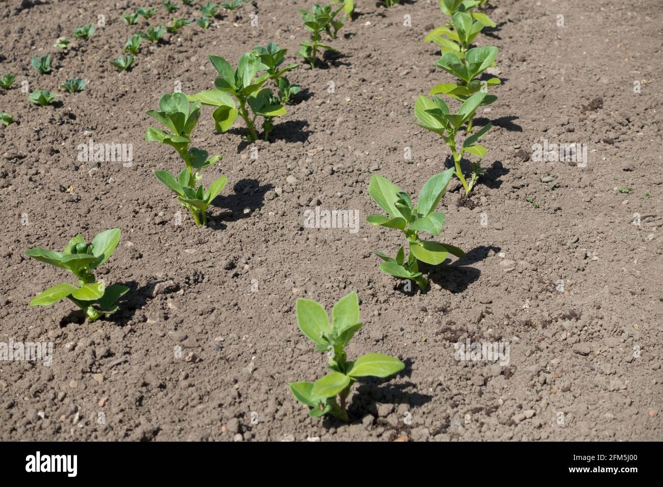 Rows of young broad bean beans seedlings plants plant growing on an allotment garden in spring England UK United Kingdom GB Great Britain Stock Photo