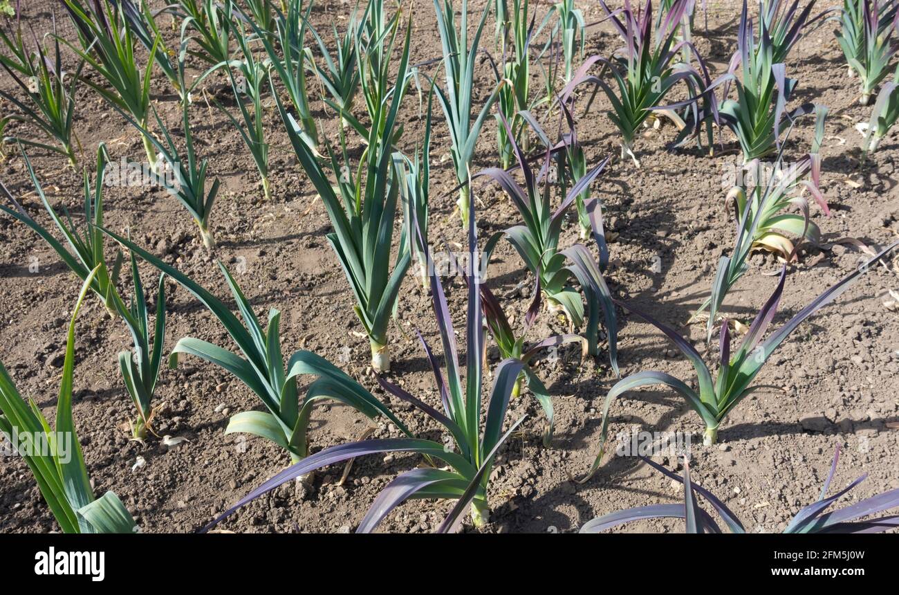 Rows of young leek leeks plant plants crop growing on an allotment vegetables garden plot in spring England UK United Kingdom GB Great Britain Stock Photo