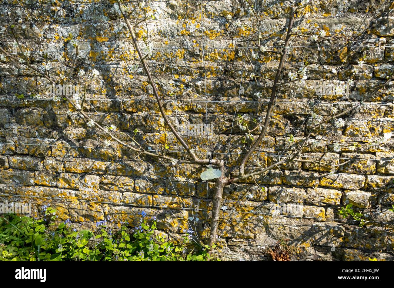 Golden transparent plum hires stock photography and images Alamy