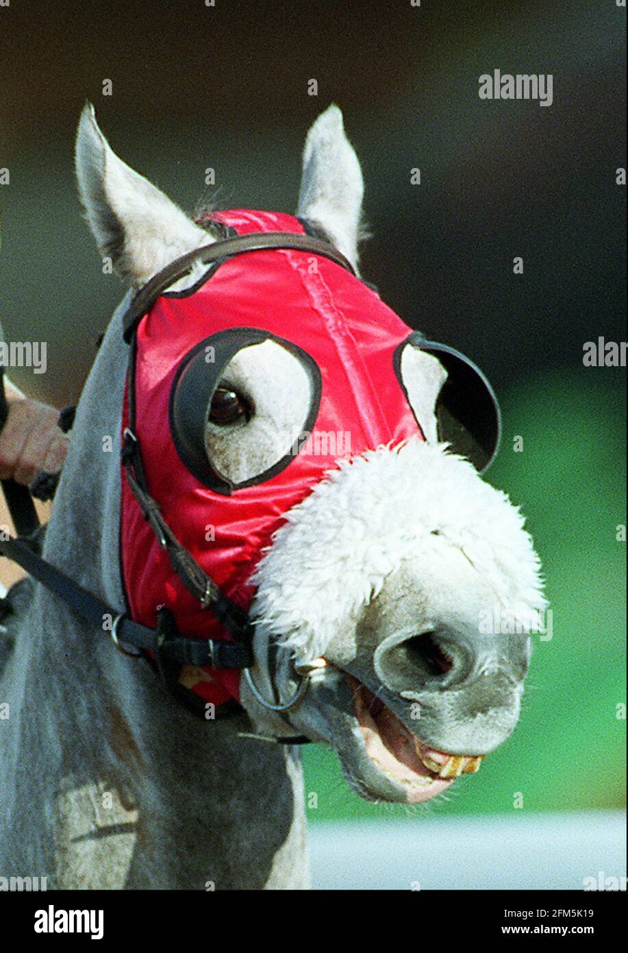 Horse wearing blinkers January 1998 Stock Photo Alamy