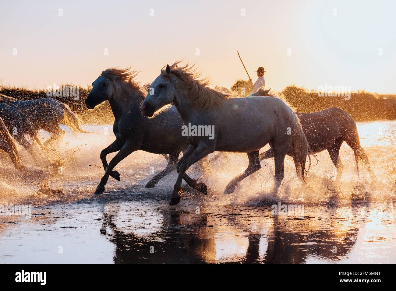 Aigues Mortes, France. wild horses of Camargue running on water Stock Photo