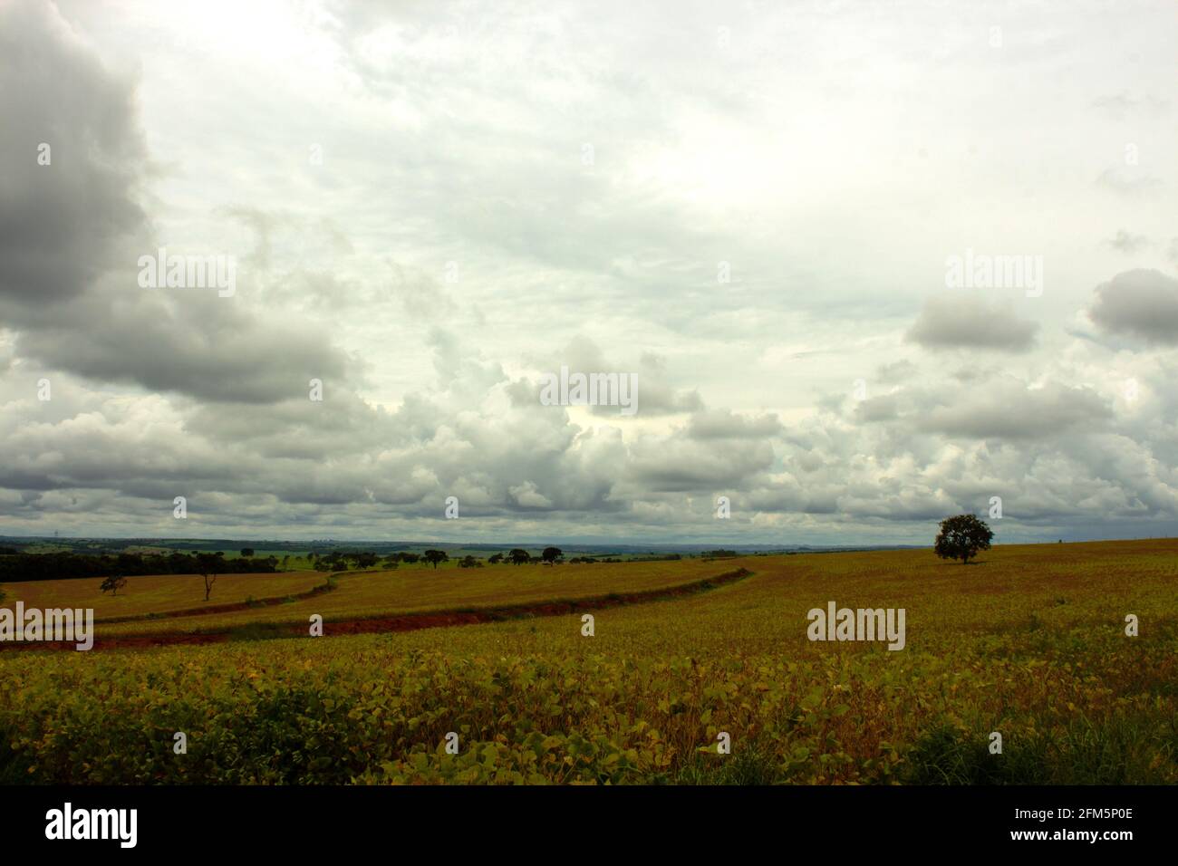Soy plantation brazil hi-res stock photography and images - Alamy