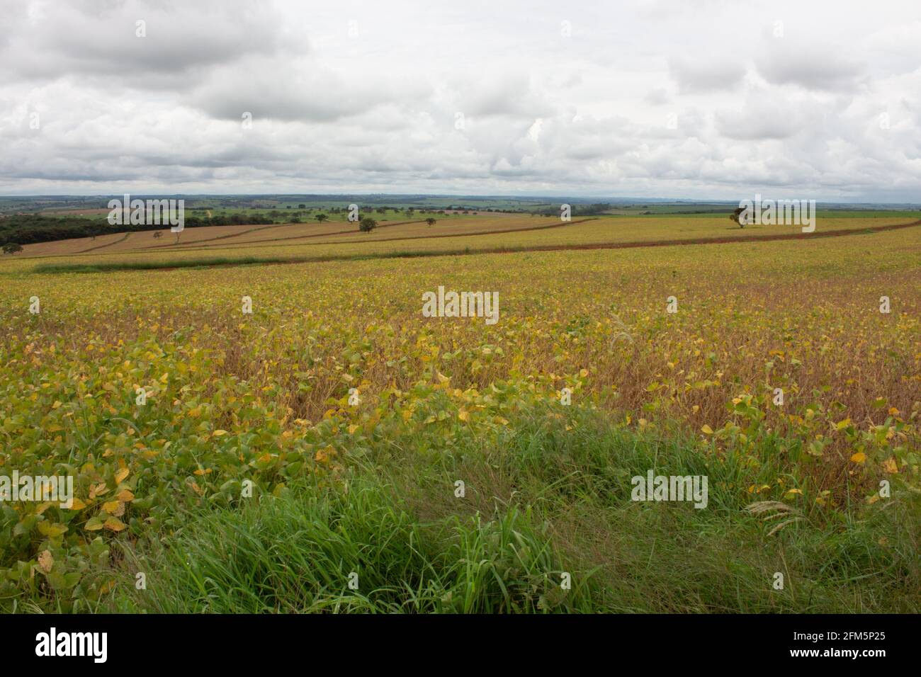 Soy plantation brazil hi-res stock photography and images - Alamy
