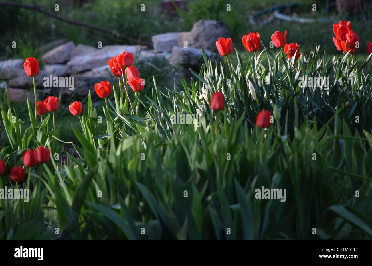 Tulips in the garden Stock Photo