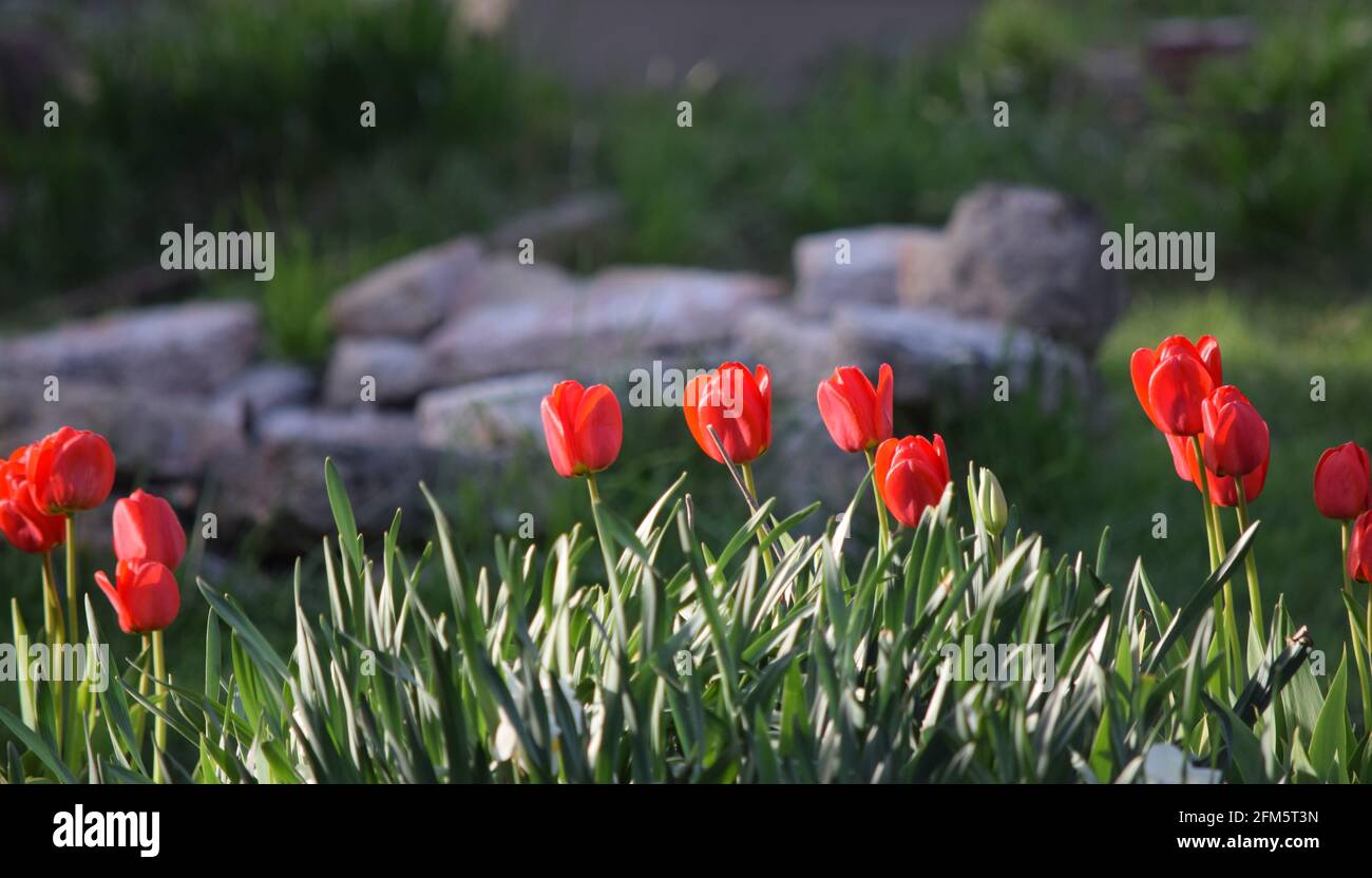 Tulips in the garden Stock Photo