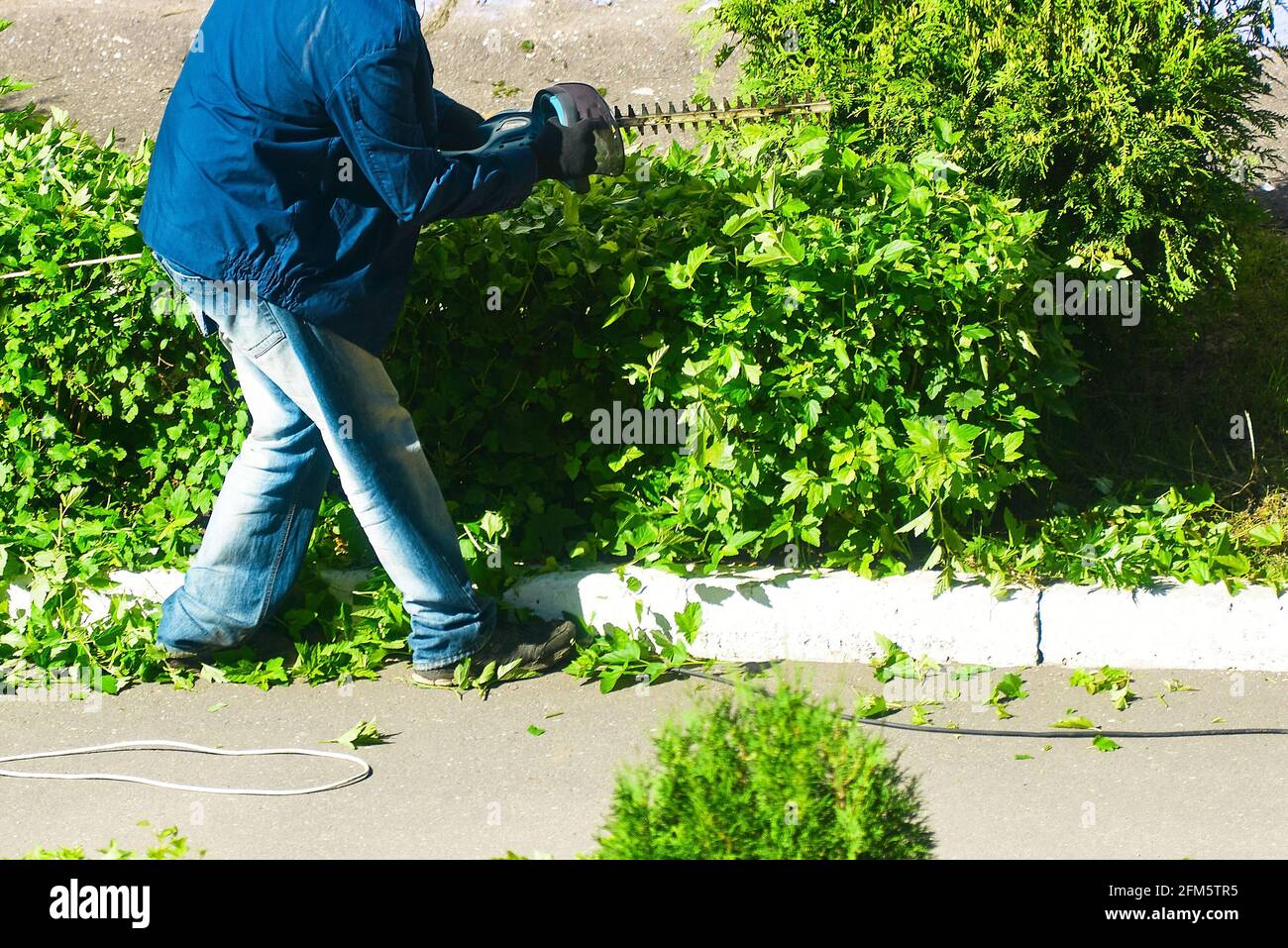 worker cuts bushes with an electric clipper Stock Photo Alamy
