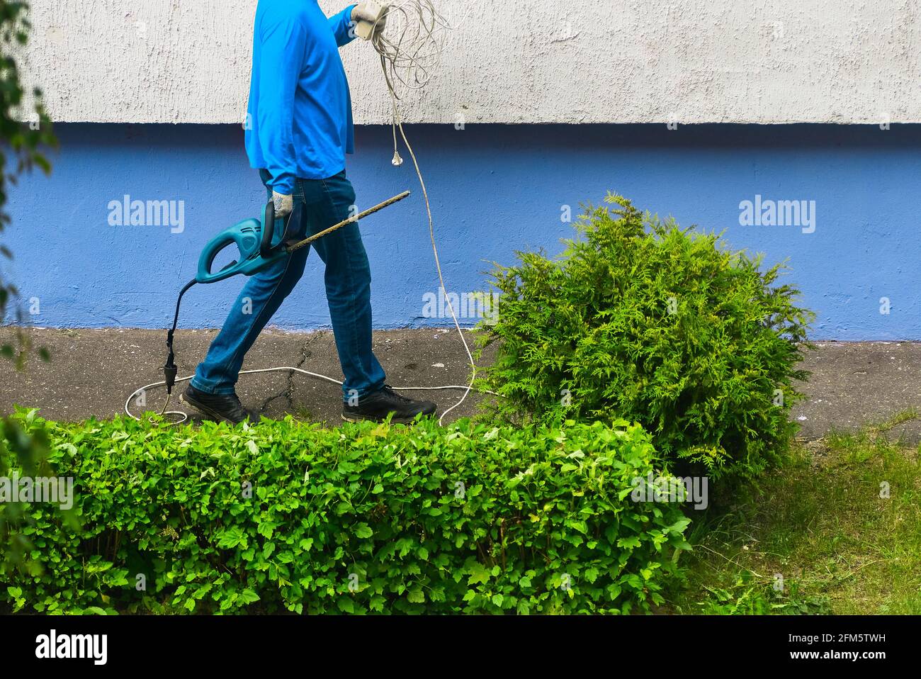 worker holds bush clipper and an electric wire extension cord Stock ...