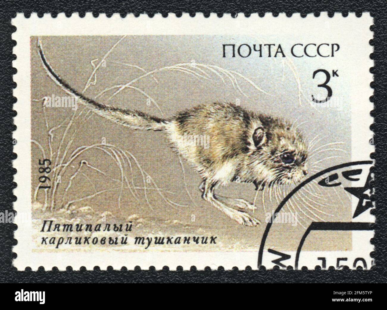 A postage stamp shows a Five-toed Pygmy Jerboa (Cardiocranius paradoxus ...