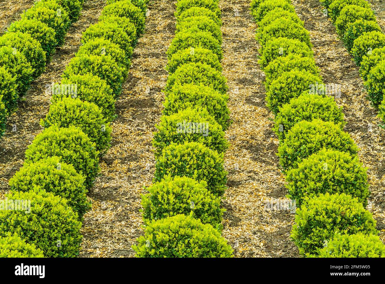 Industrial growth of green sculpted round buxus trees Stock Photo