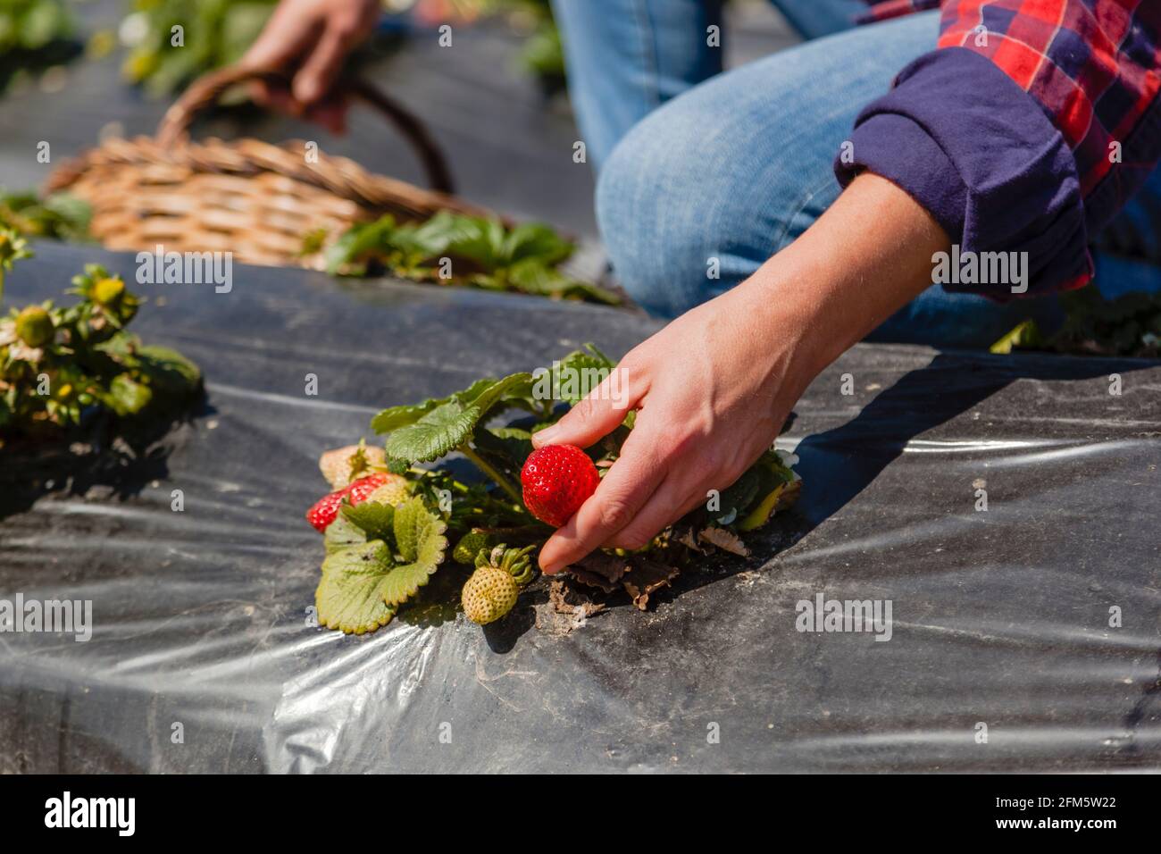 Natural woman in red shirt picks strawberries on strawberry plantation; concept: natural lifestyle, organic agriculture Stock Photo