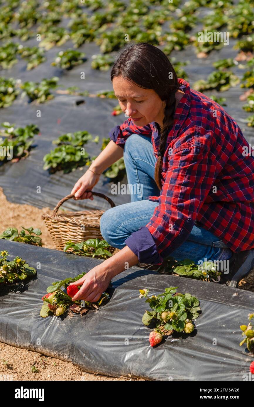 Natural woman in red shirt picks strawberries on strawberry plantation; concept: natural lifestyle, organic agriculture Stock Photo