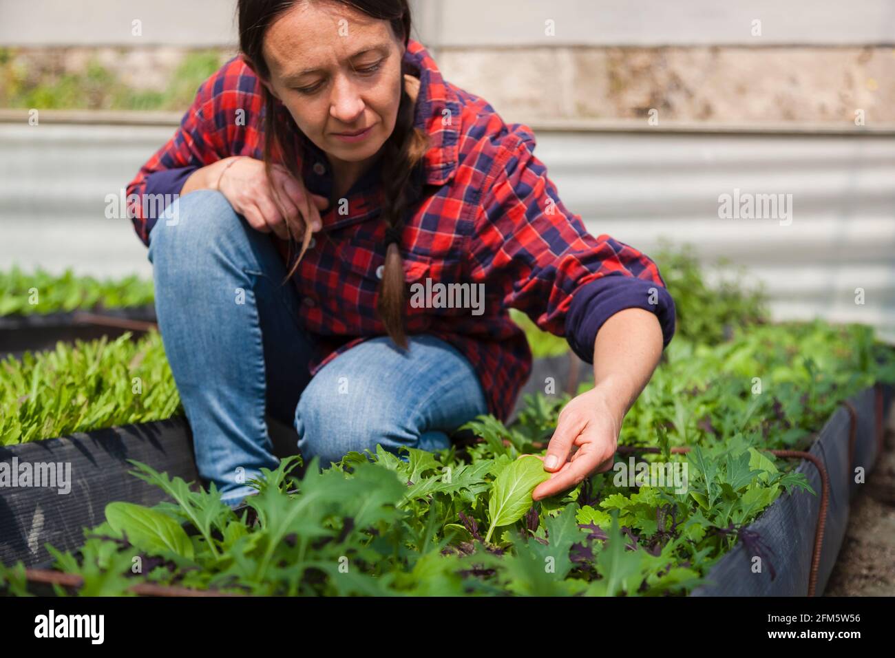 Authentic woman working on organic farm, picking salads on sunny field. Concept: healthy food, natural lifestyle Stock Photo