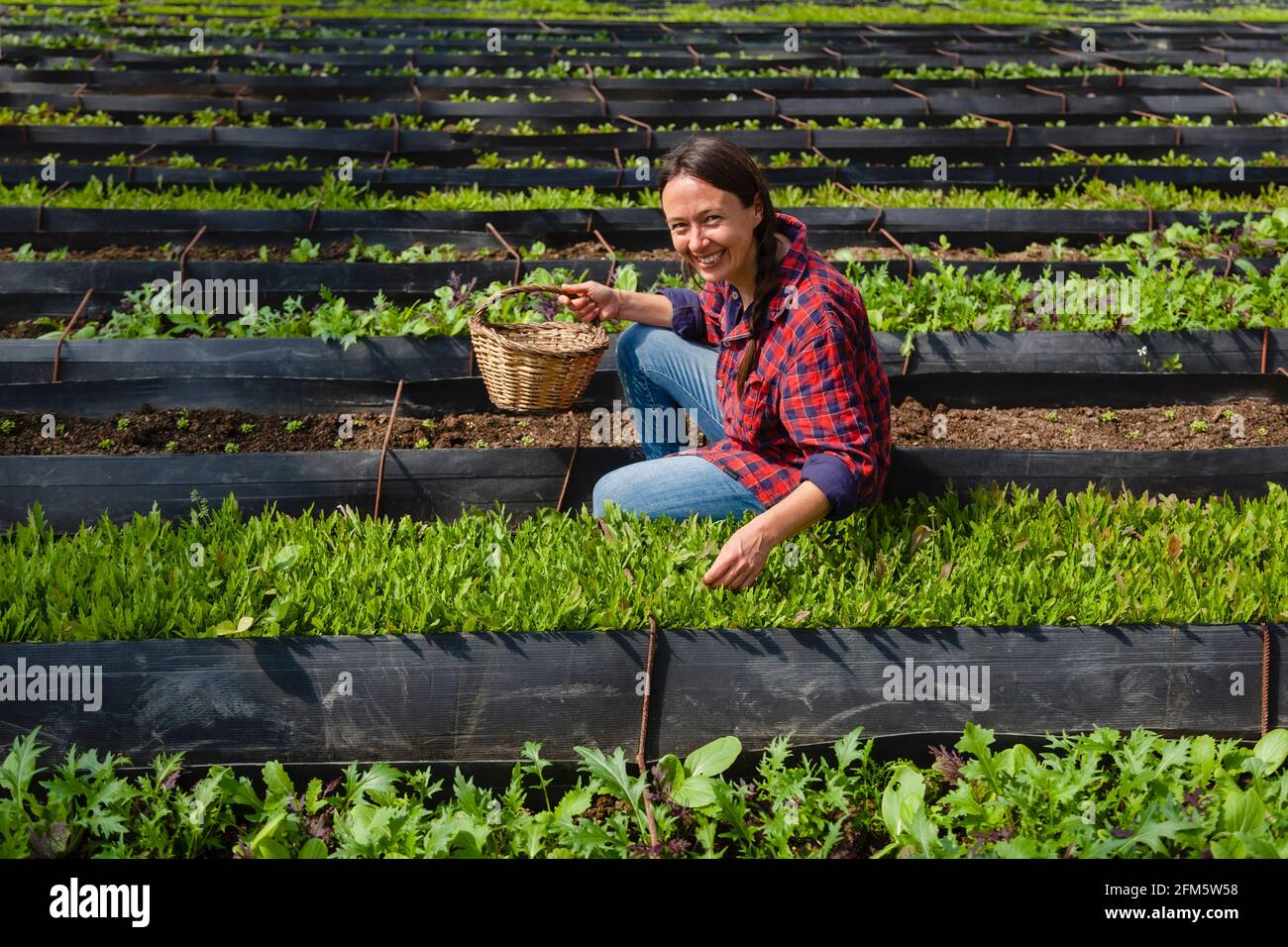 Authentic woman working on organic farm, picking salads on sunny field. Concept: healthy food, natural lifestyle Stock Photo