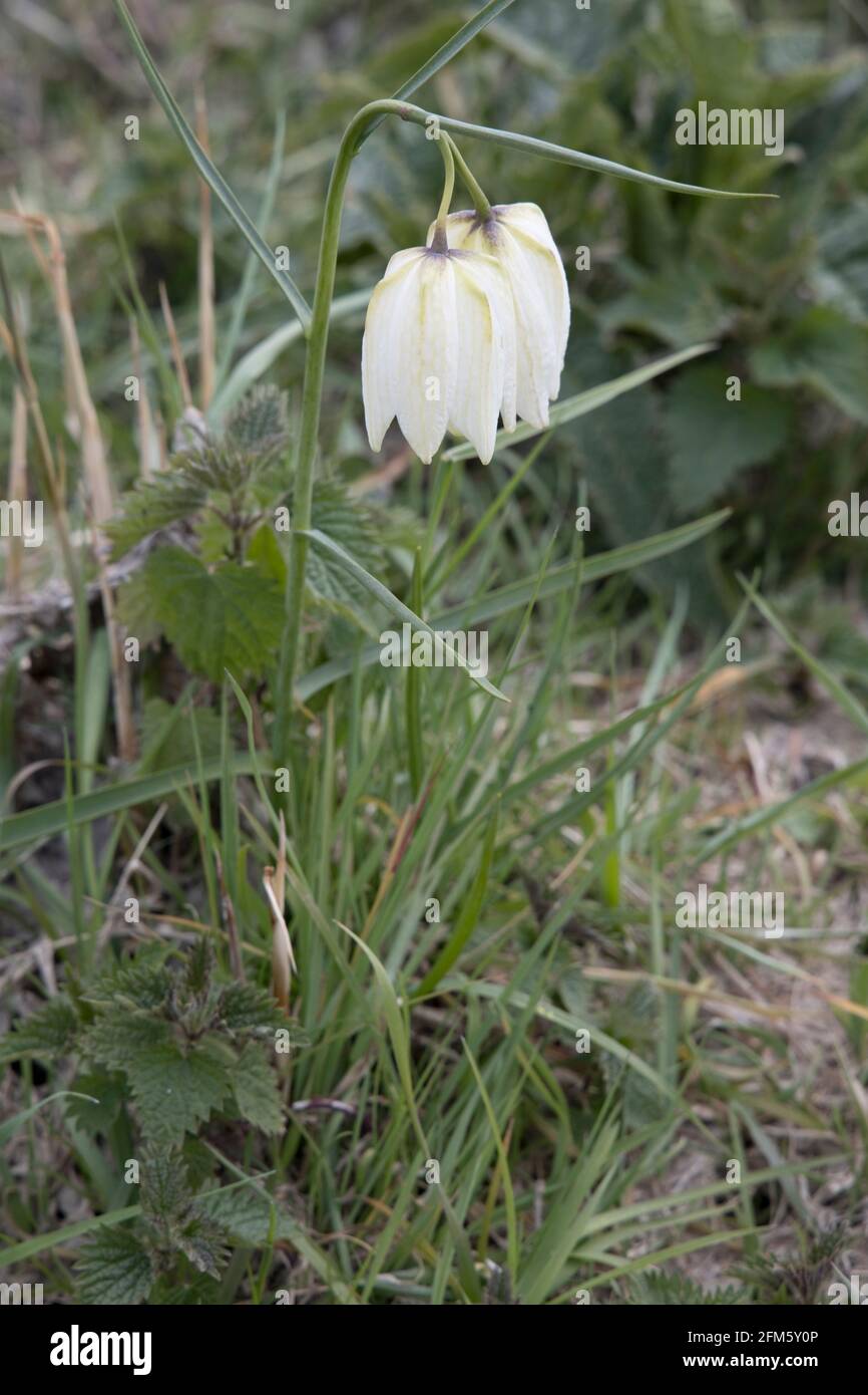 White Snakeshead fritillaries on North Meadow SSSI Cricklade UK Stock Photo