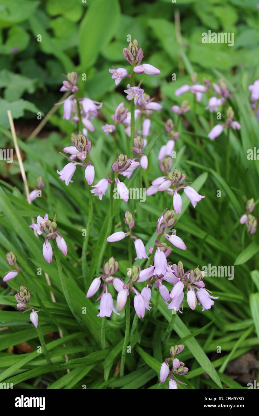 A Cluster of Light Purple Wood Hyacinths in Bloom Stock Photo