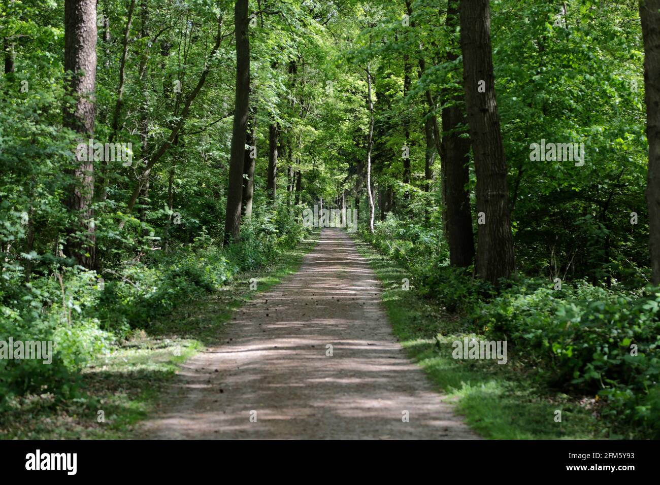 Way thru forest in hi res stock photography and images Alamy