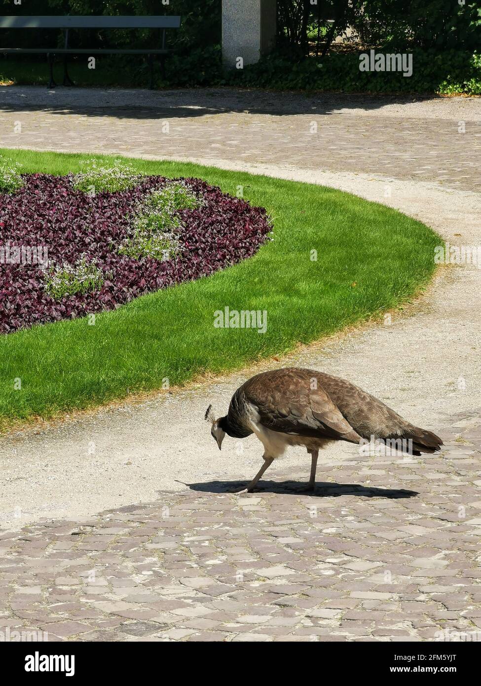 Magnificent peacock in a garden, Warsaw, Lazienki Krolewskie, Poland Stock Photo