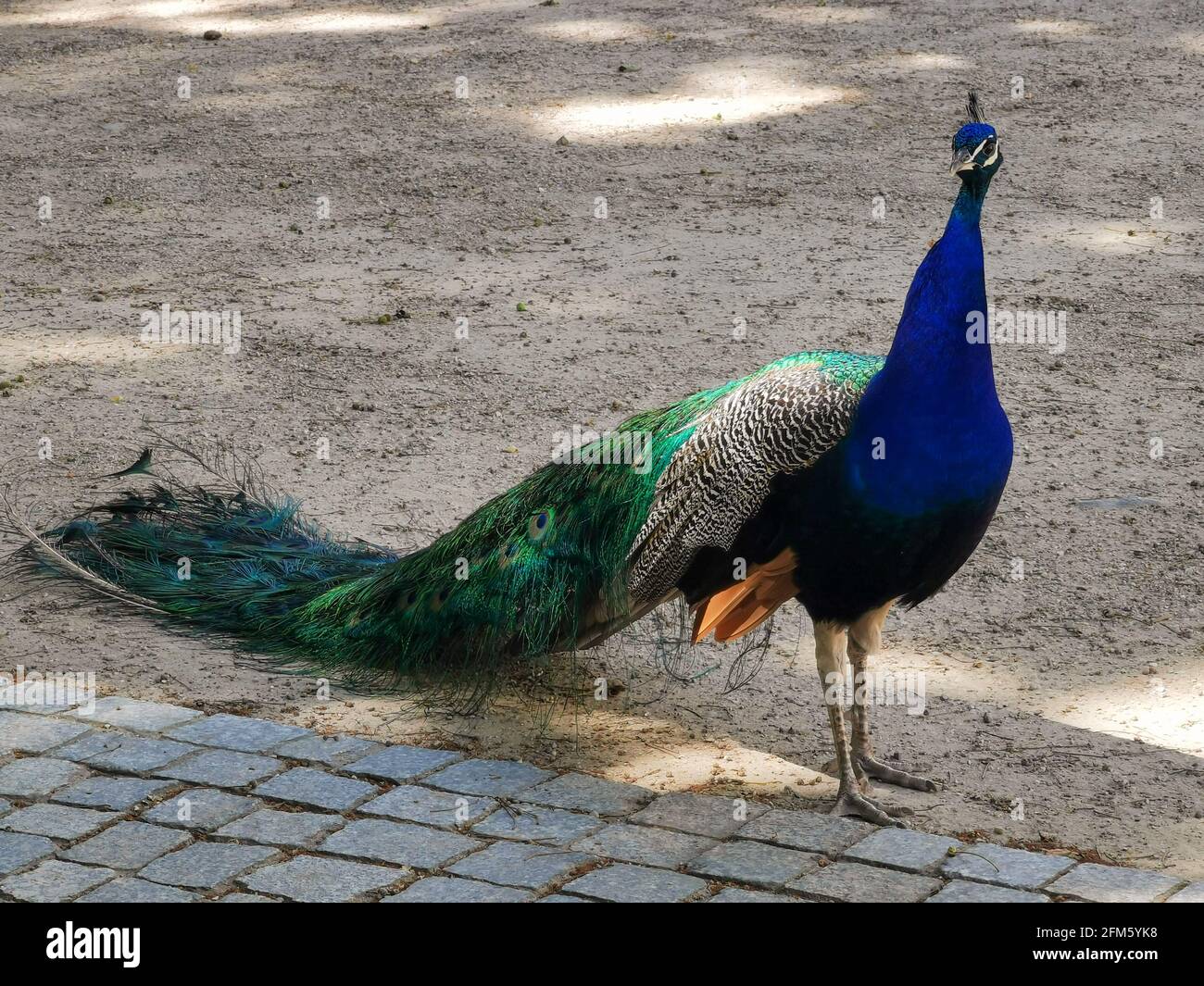 Magnificent peacock in a garden, Warsaw, Lazienki Krolewskie, Poland Stock Photo