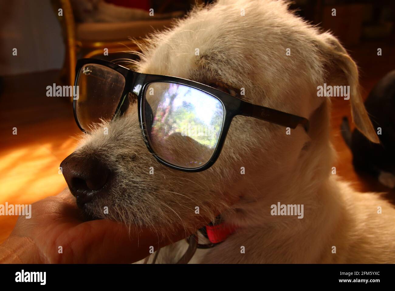 Cute Funny Dog With Glasses Stock Photo Alamy Cute Funny Dog With Glasses Stock Photo Alamy