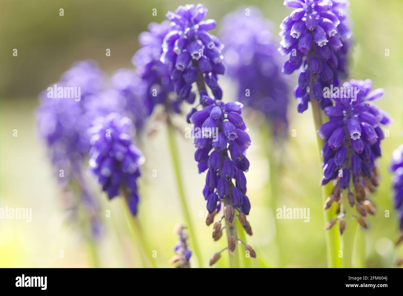 Close-up of Fresh Purple Spring Blooms , Muscari , Grape Hyacinths ' Ocean Magic' Stock Photo