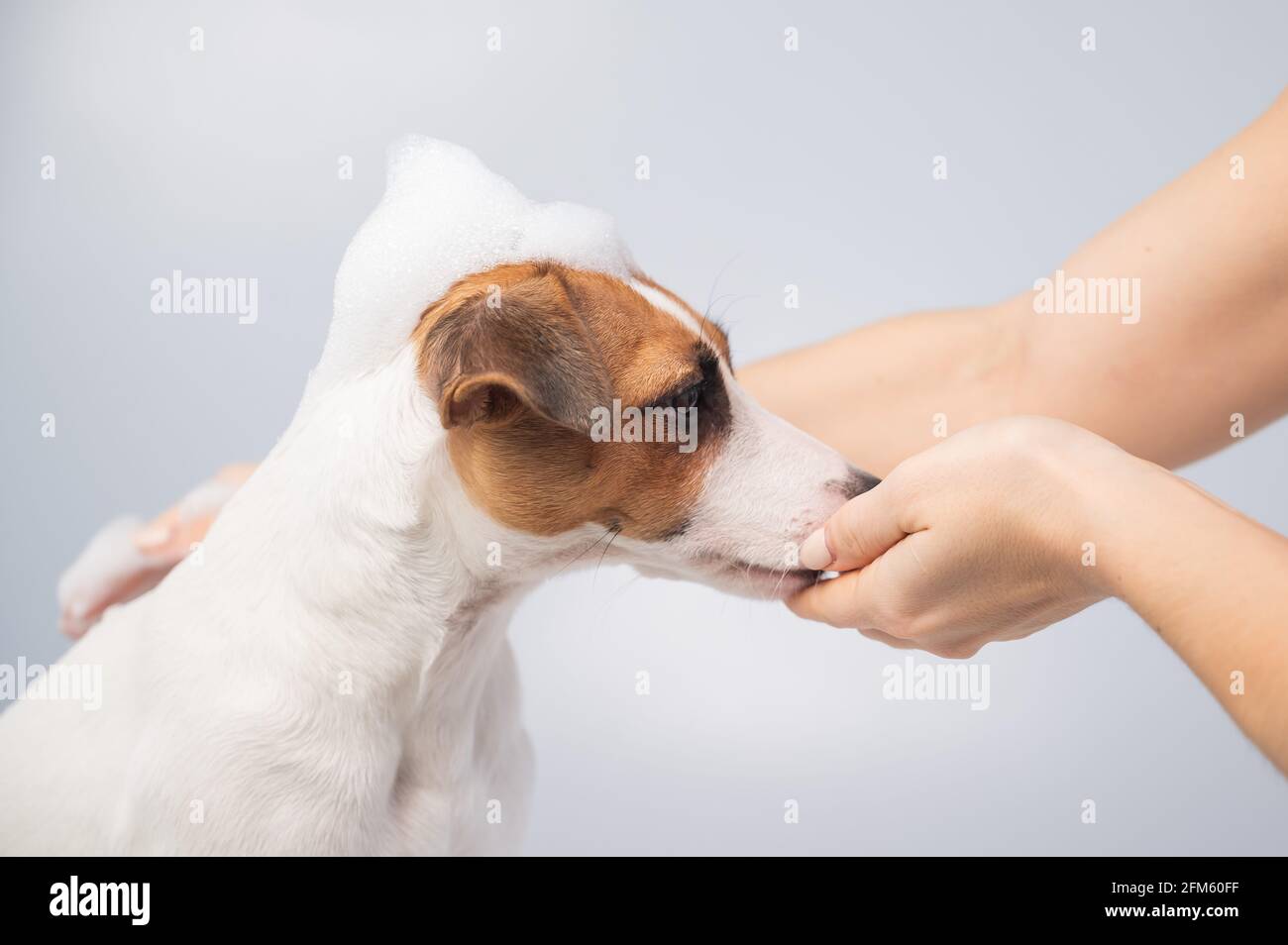 Woman washes her dog Jack Russell Terrier with shampoo on a white