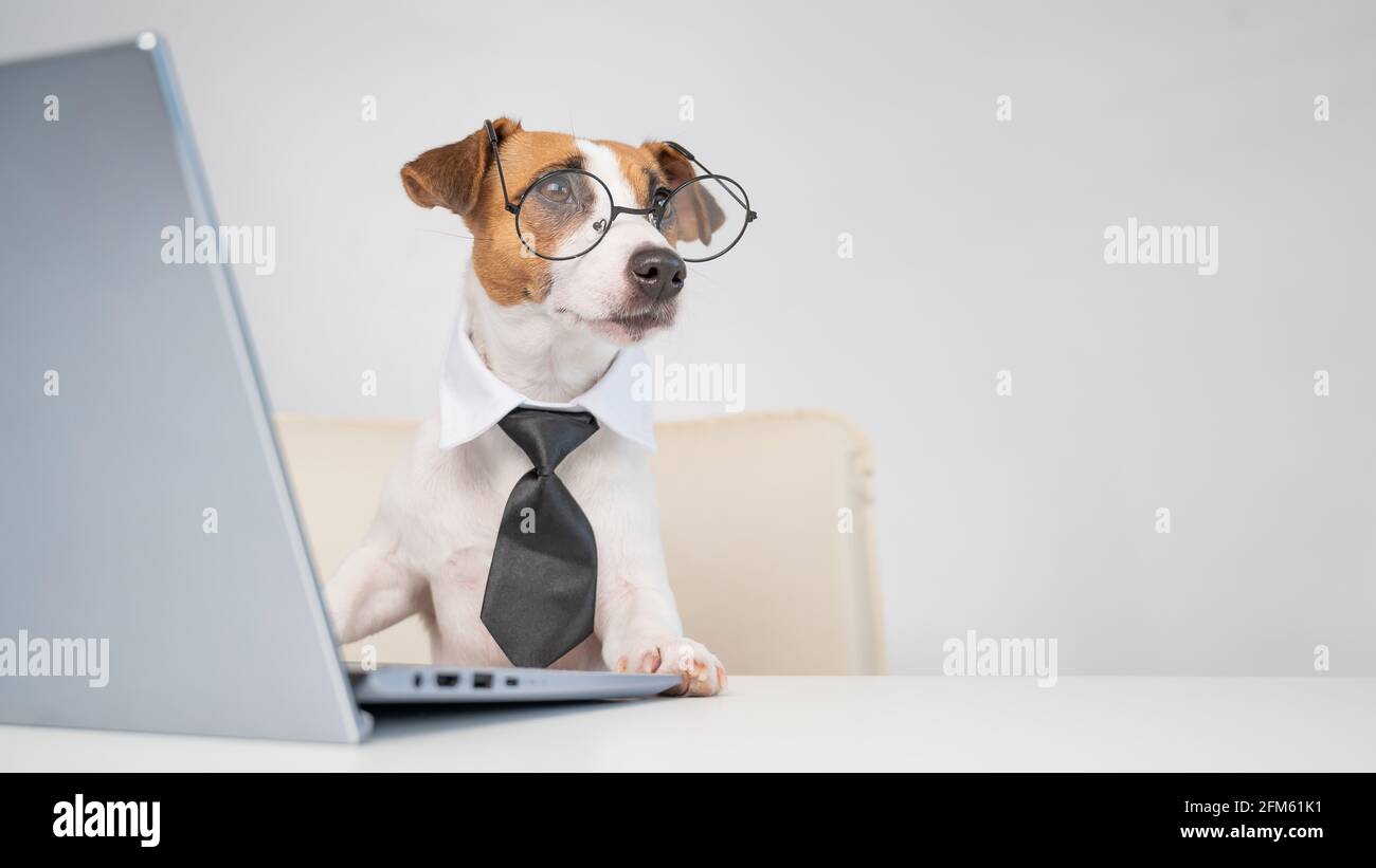 Dog jack russell terrier in glasses and a tie sits at a desk and works ...