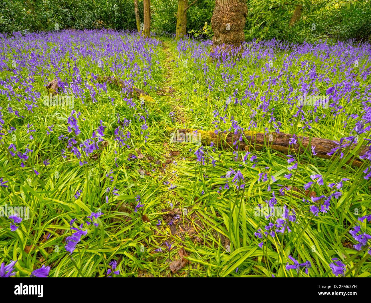 "Hyacinthoides nonscripta" Common Bluebell, Ancient Woodland, The