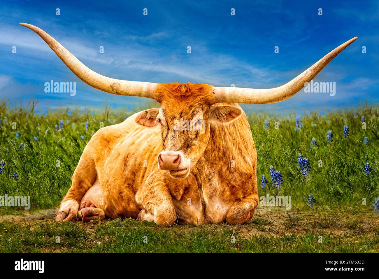 Beautiful Texas Longhorn cow posing an a blue bonnet meadow in the Texas Hill Country Stock Photo