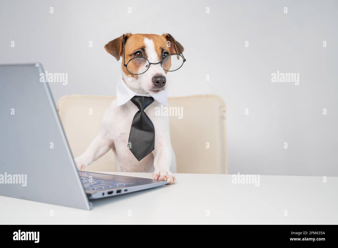 Dog jack russell terrier in glasses and a tie sits at a desk and works ...