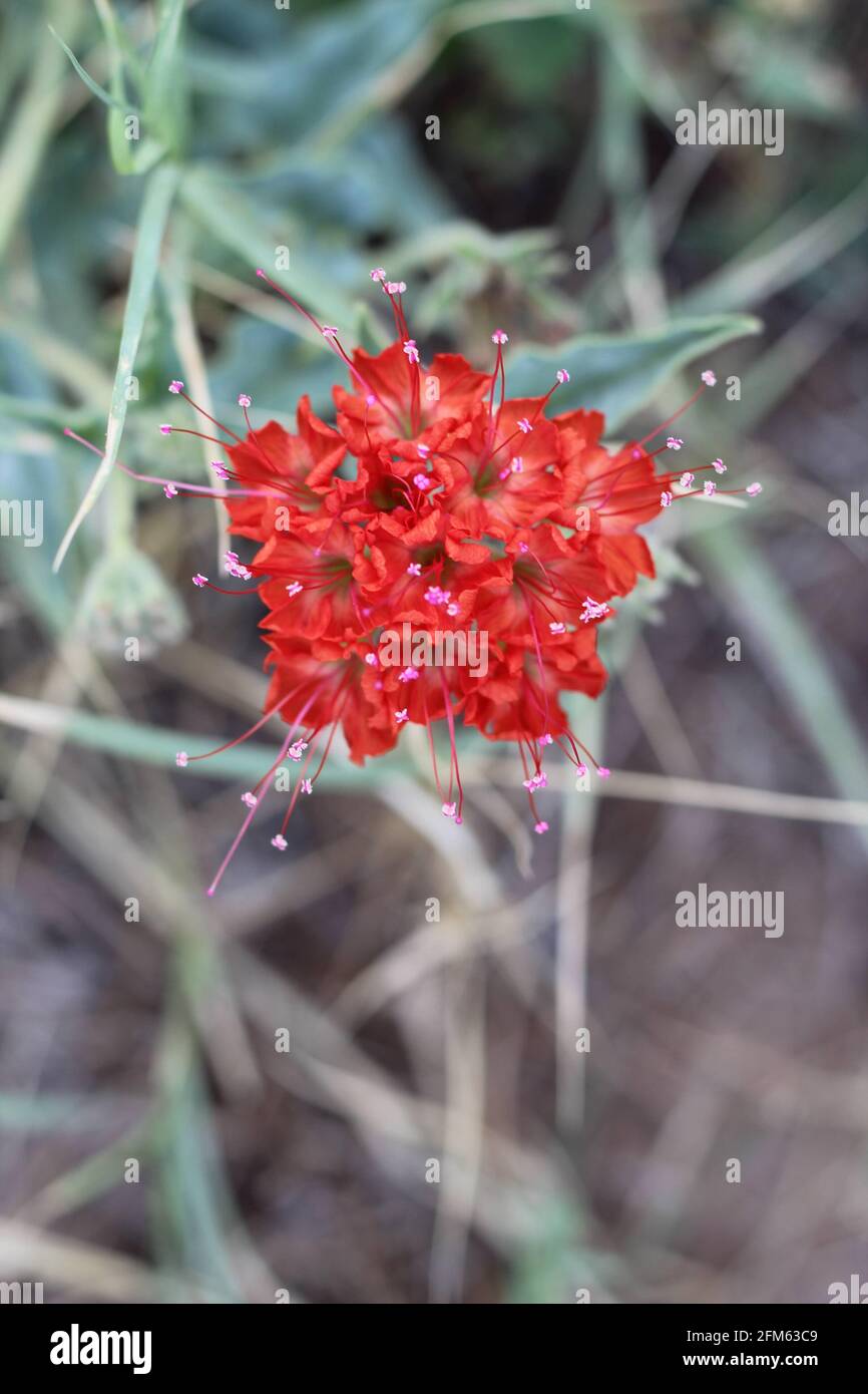 Devil's Bouquet or Scarlet Musk flower Stock Photo