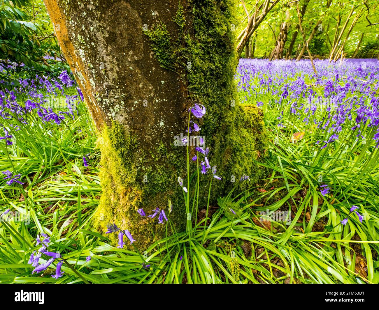 "Hyacinthoides nonscripta" Common Bluebell, Ancient Woodland, The