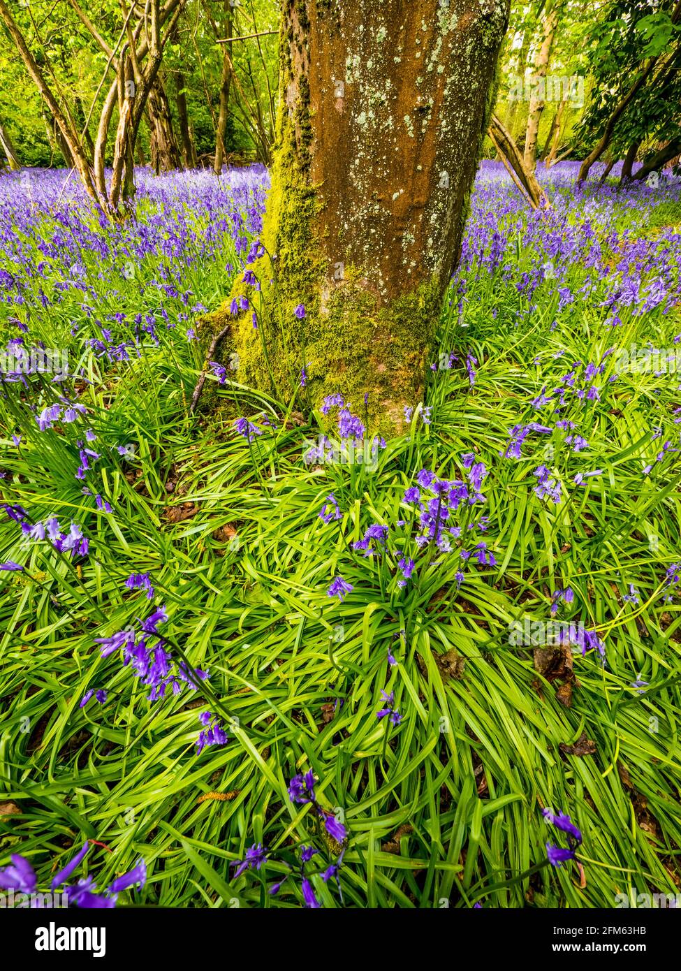 "Hyacinthoides nonscripta" Common Bluebell, Ancient Woodland, The