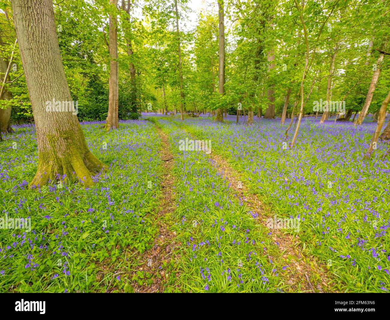 "Hyacinthoides nonscripta" Common Bluebell, Ancient Woodland, The