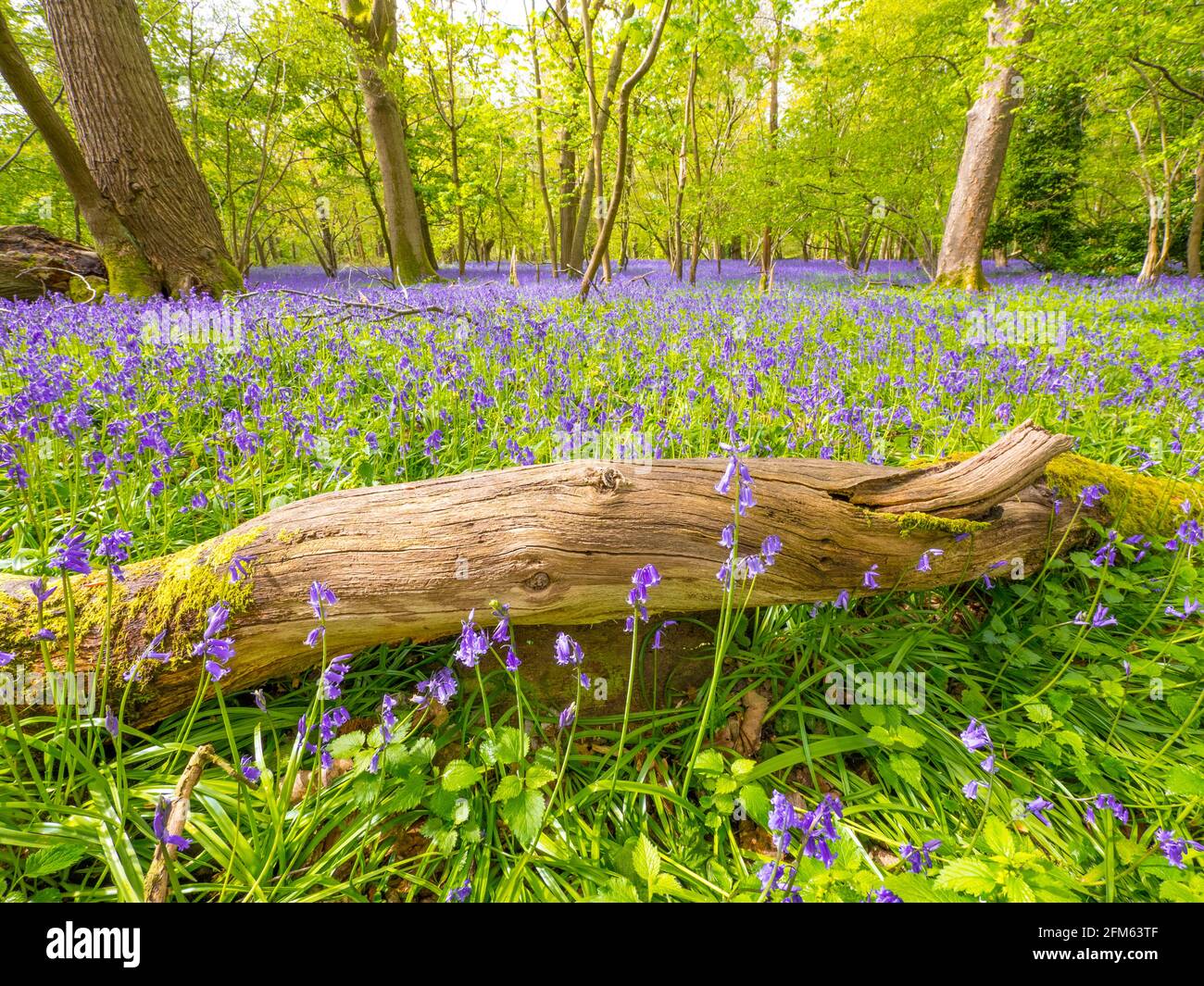 Harpsden henley on thames hires stock photography and images Alamy