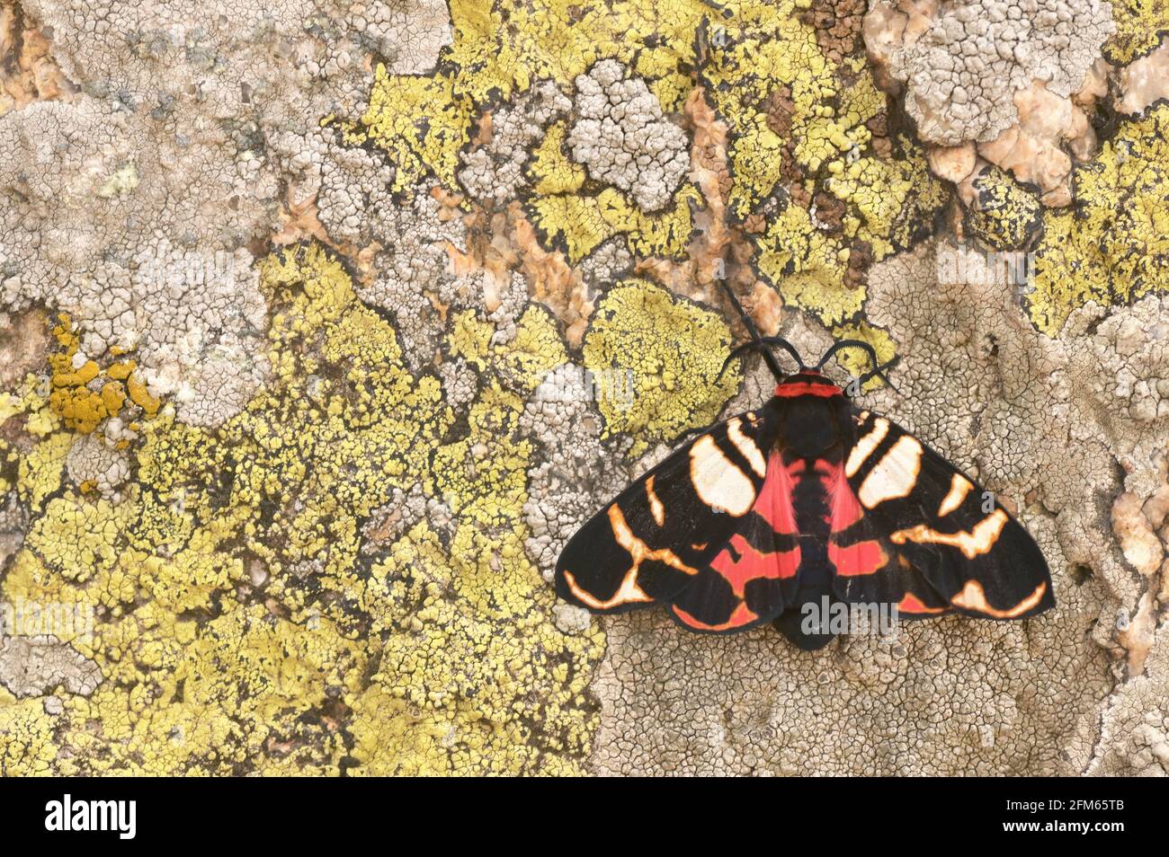 The Scarlet Tiger Moth Arctia Festiva, Formerly Panaxia Dominula Stock Photo