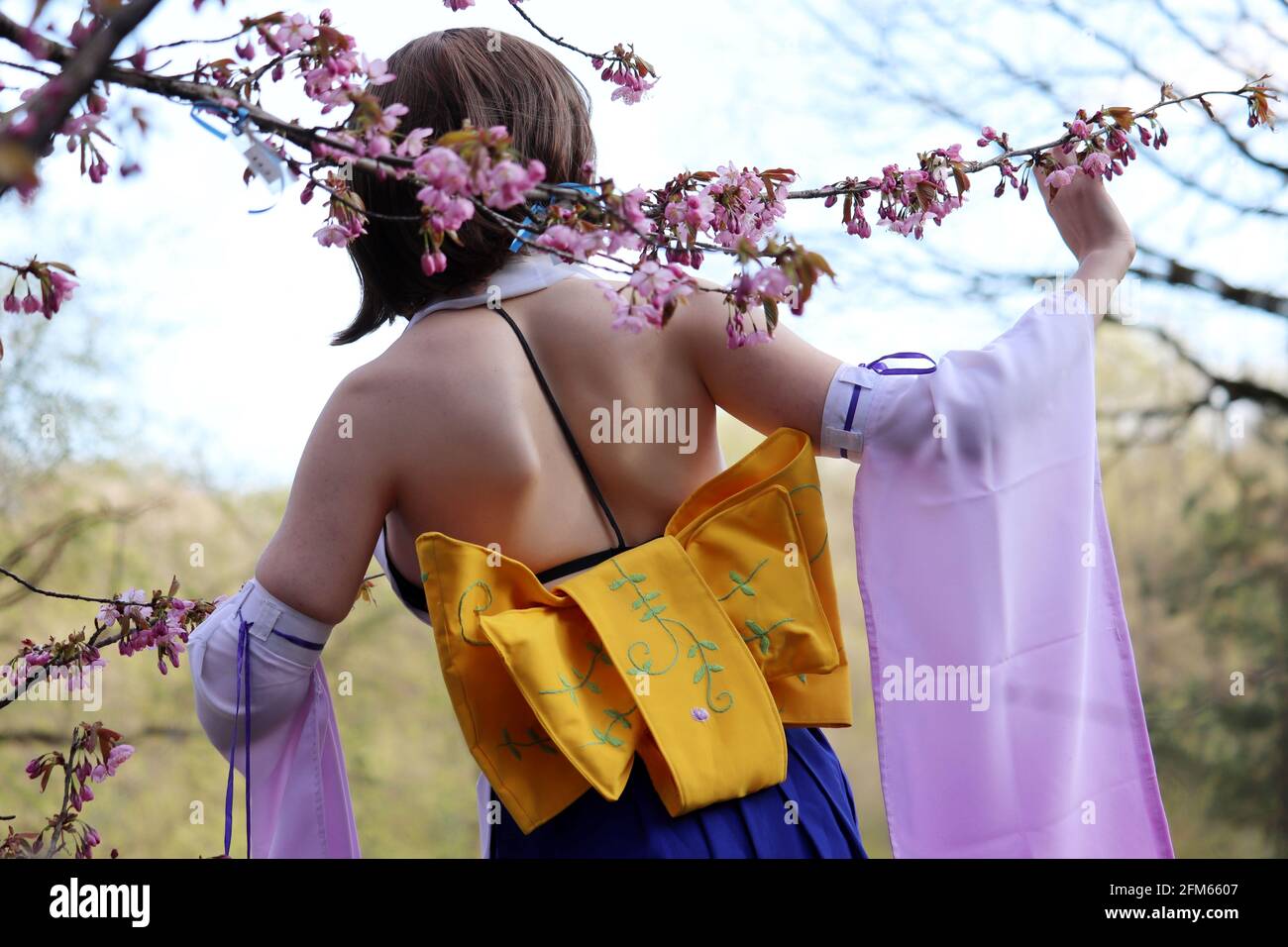 Girl in a traditional Japanese dress standing near the blooming sakura tree, rear view. Cherry blossom season, asian beauty and culture Stock Photo