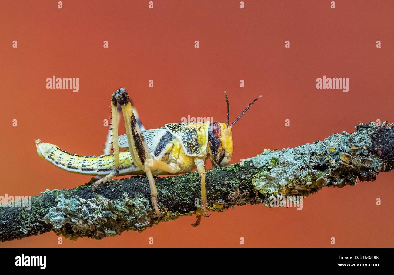 Locusts on a tree branch closeup Stock Photo Alamy