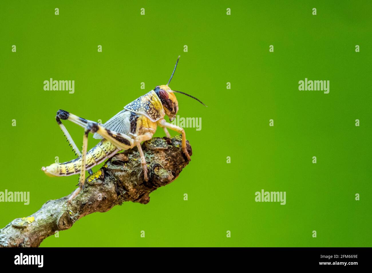 Locust on a tree branch closeup Stock Photo