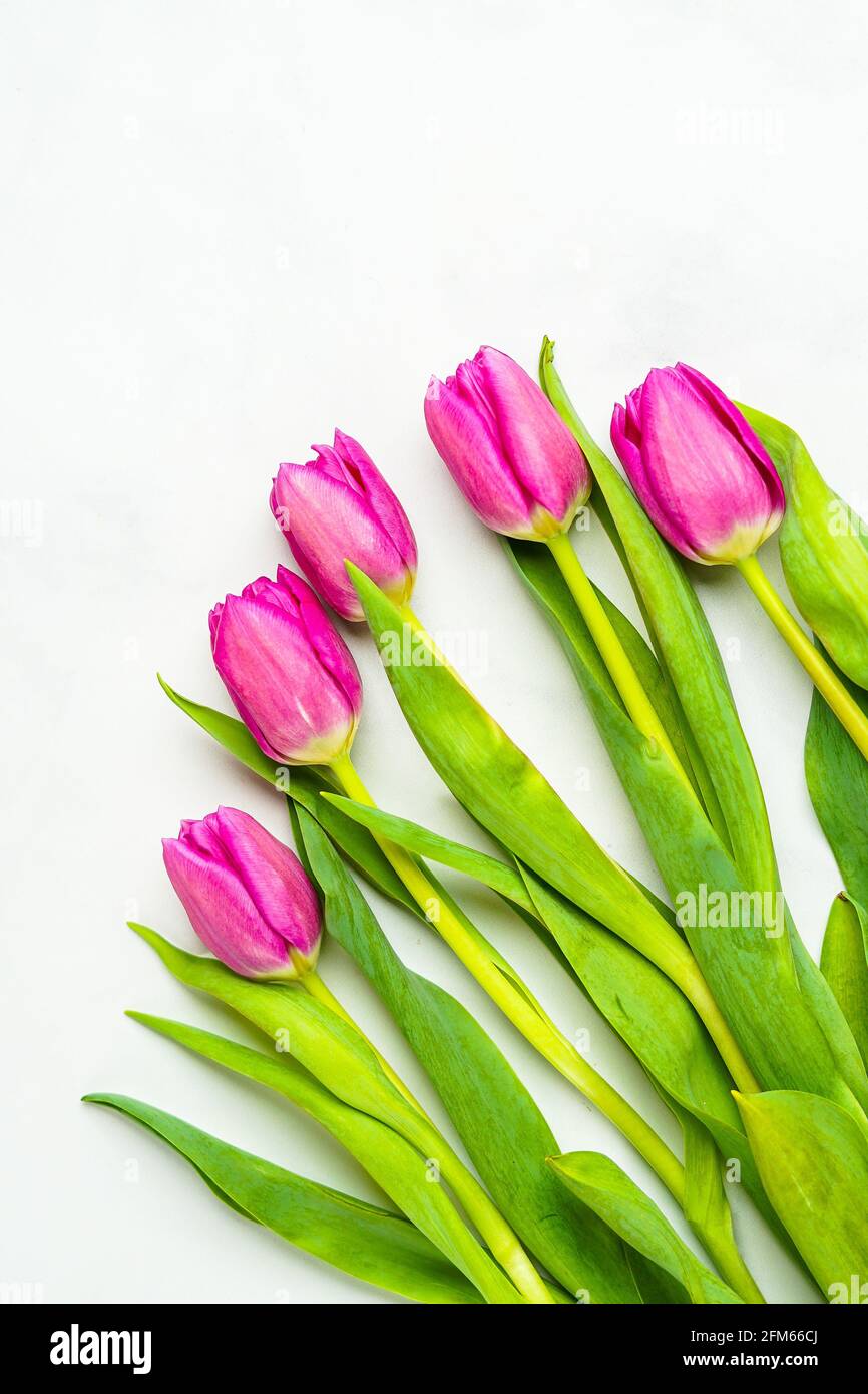 Pink tulips on a marble background Stock Photo