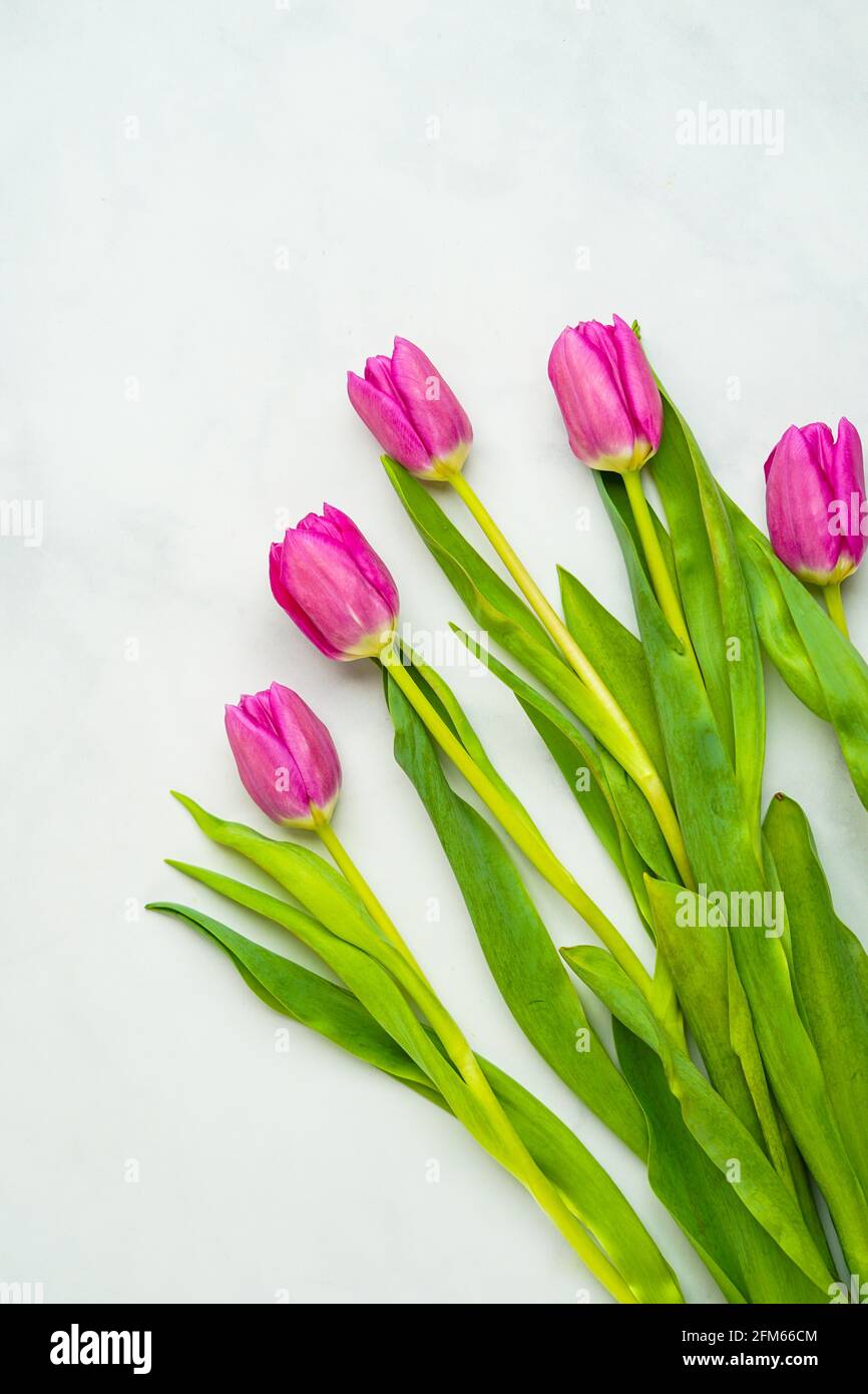 Pink tulips on a marble background Stock Photo