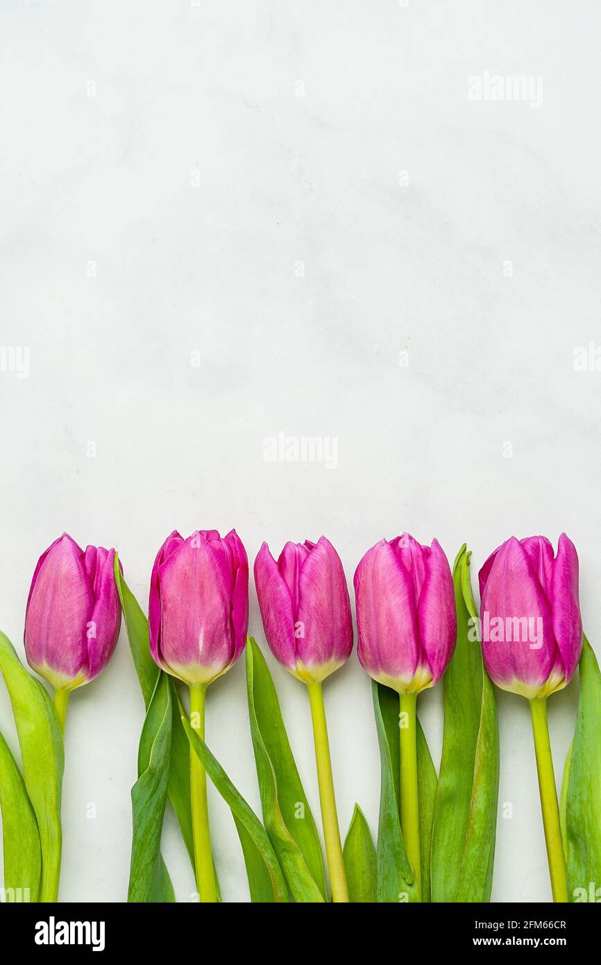 Pink tulips on a marble background Stock Photo