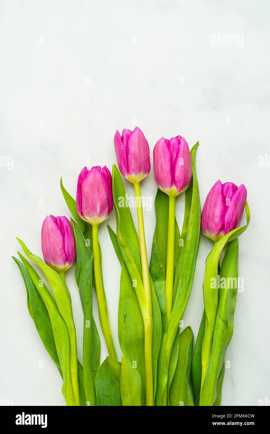 Pink tulips on a marble background Stock Photo