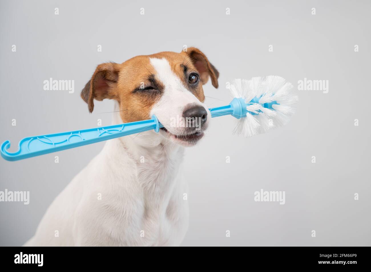 Jack russell terrier dog holds a blue toilet brush in his mouth
