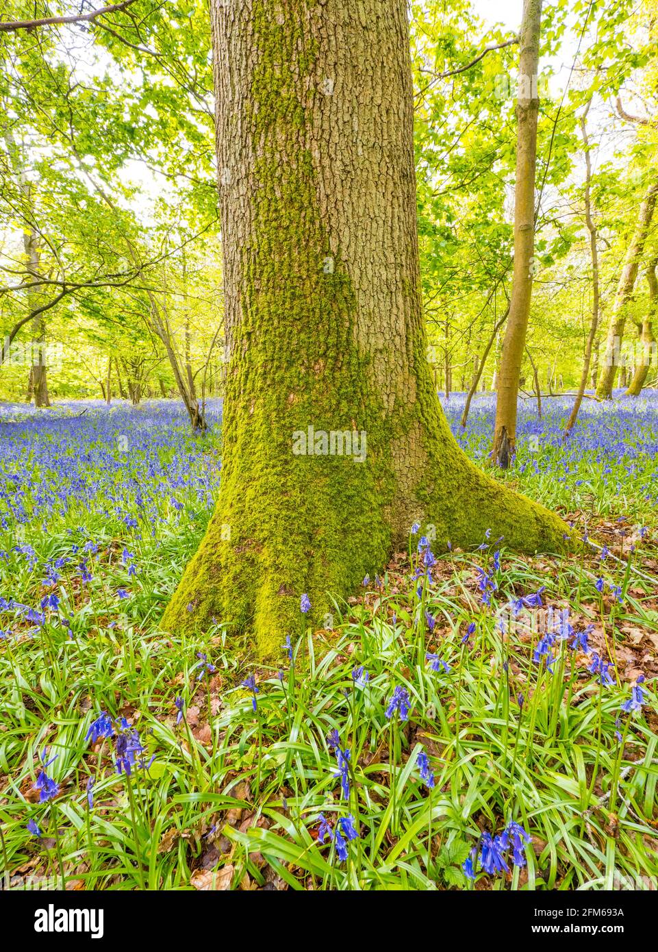 "Hyacinthoides nonscripta" Common Bluebell, Ancient Woodland, The