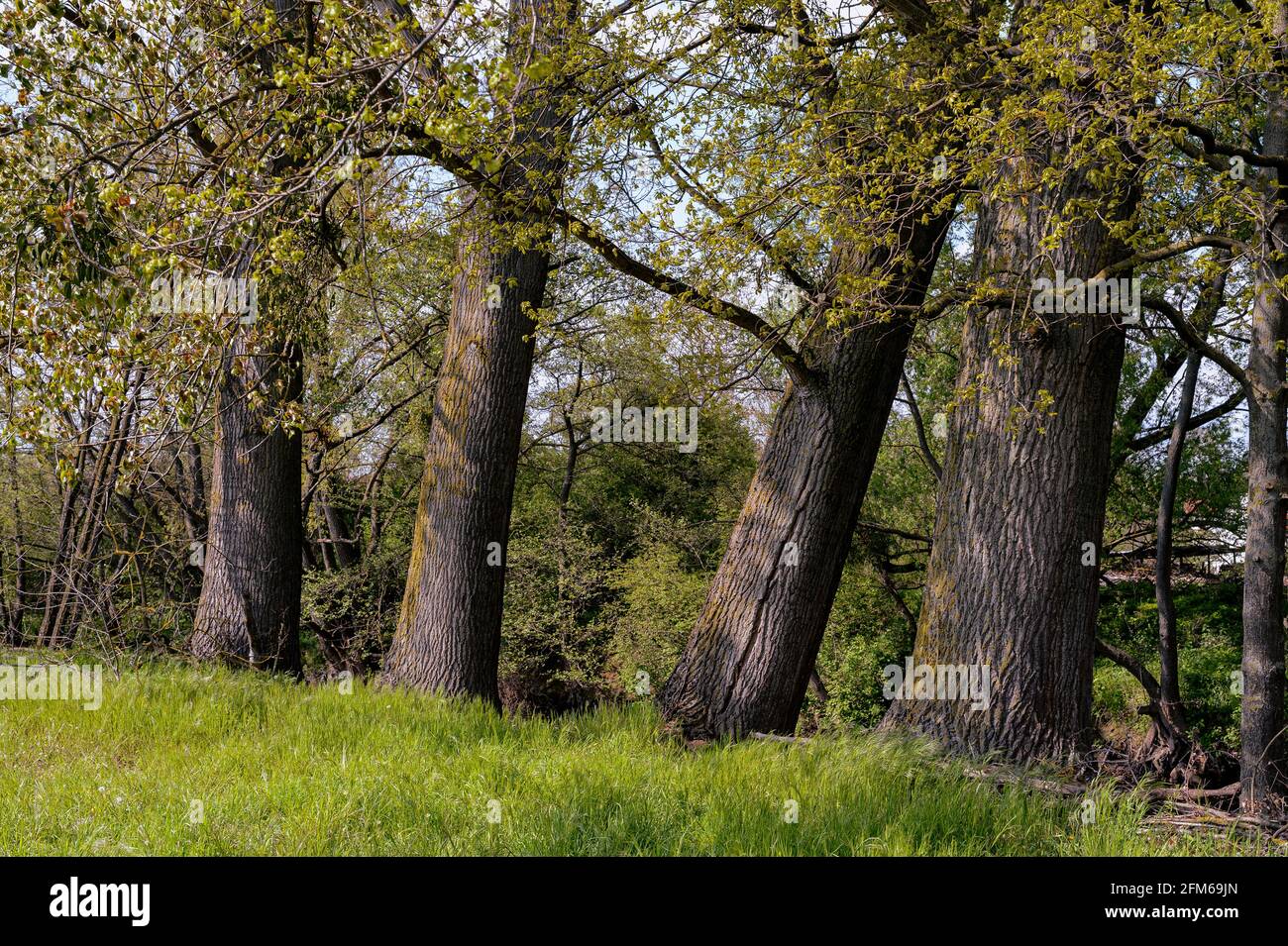 Four huge poplar trunks, Alsace, France. These poplars, several tens of meters high, grow on the edge of the river in the fields. Stock Photo