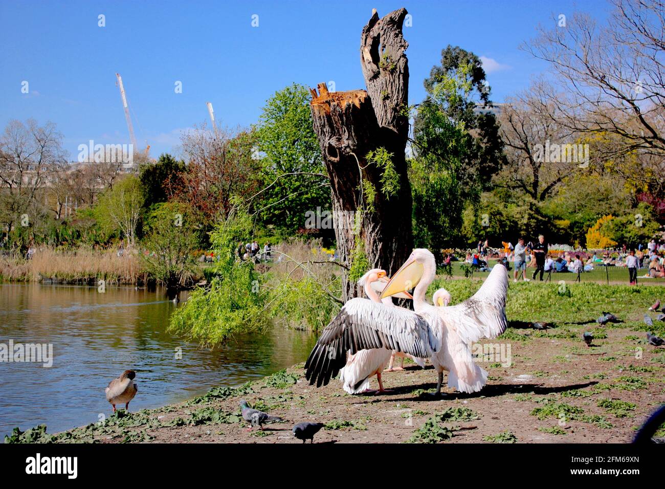 Pelicans in St James's Park, London Stock Photo