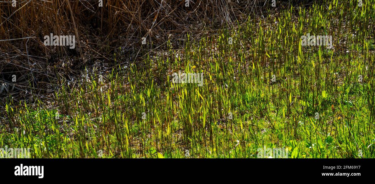 Field with young Common reed plants (Phragmites australis) Stock Photo