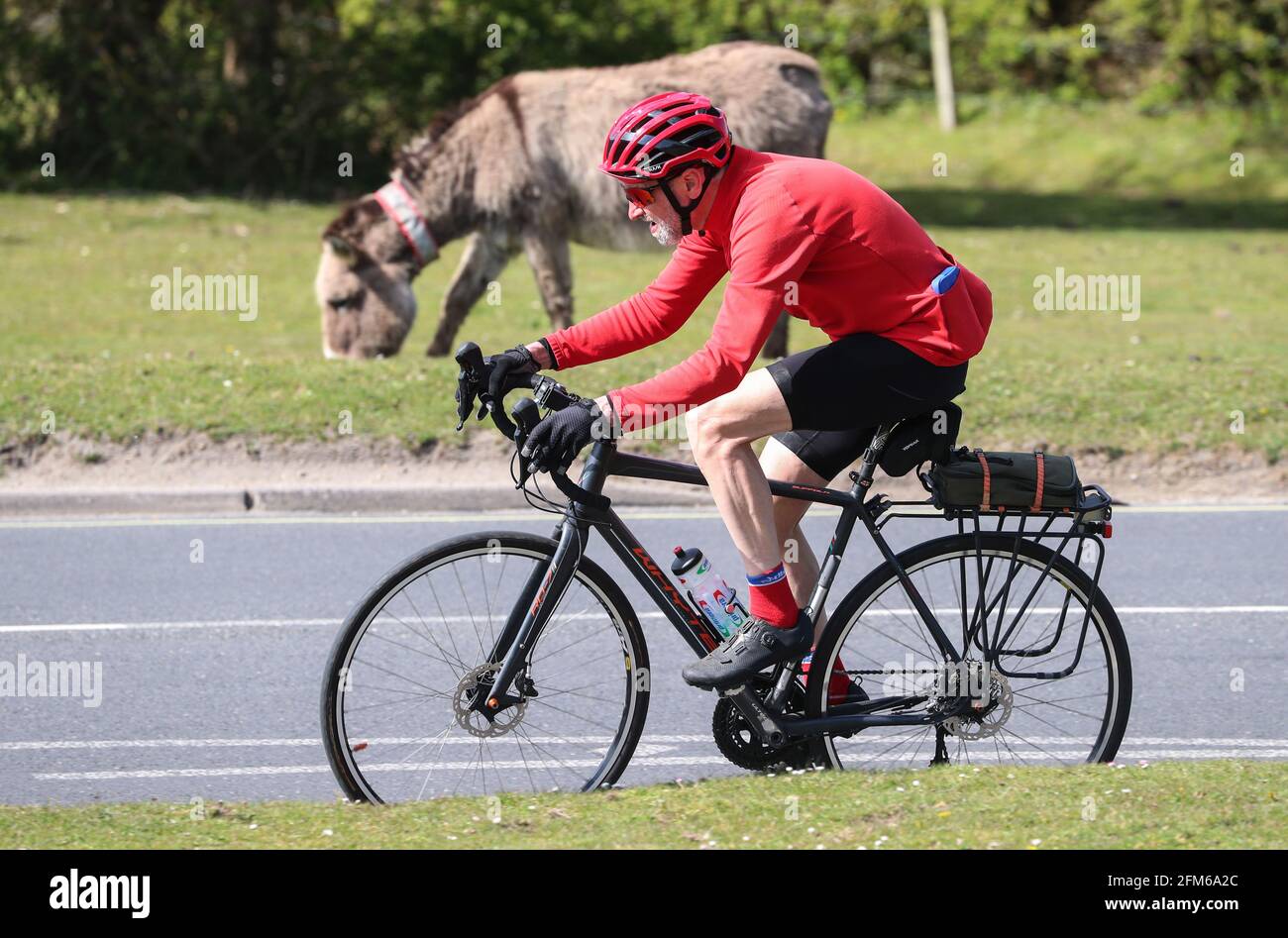 New Forest, Hampshire. 6th May 2021. UK Weather. A cyclist passes a grazing donkey on a bright overcast afternoon in Beaulieu in the New Forest. Credit Stuart Martin/Alamy Live news Stock Photo